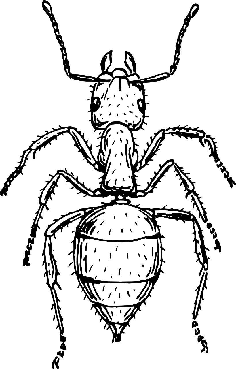 ant body segmented free photo