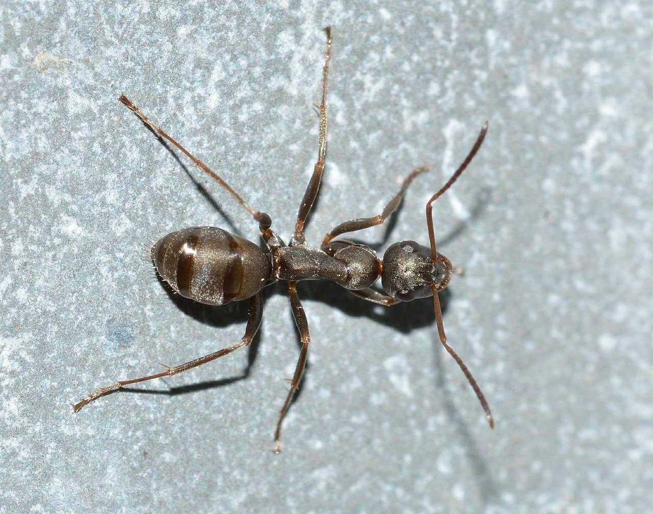 ant insects serviformica free photo