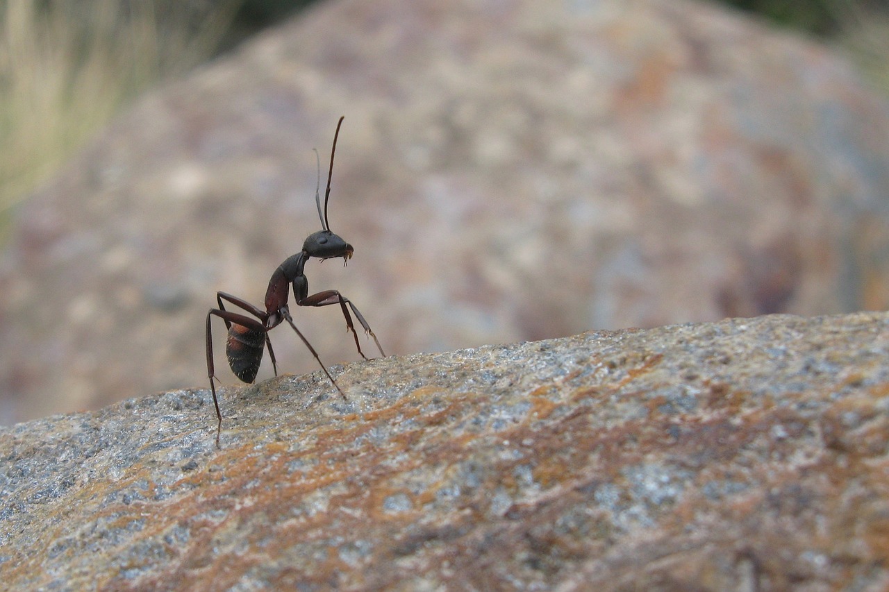 ant insects nature free photo