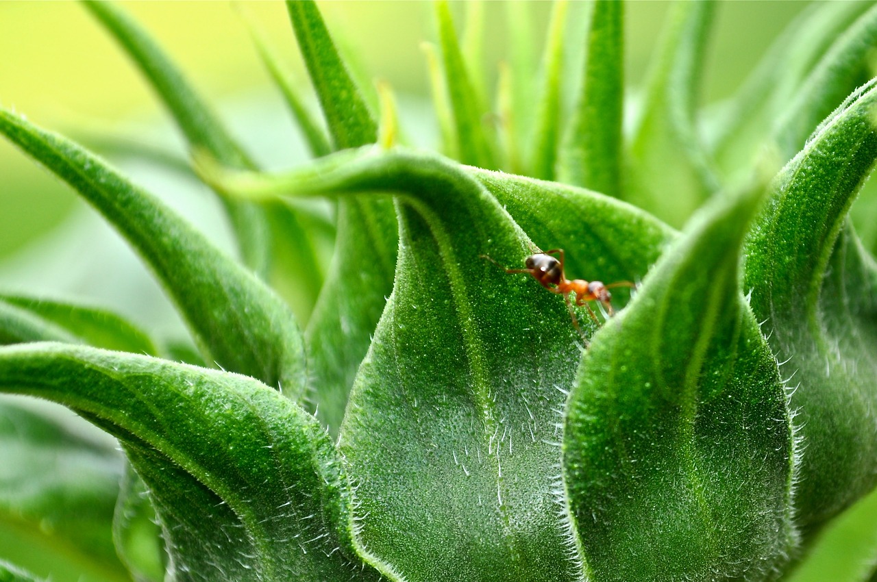 ant plant nature free photo