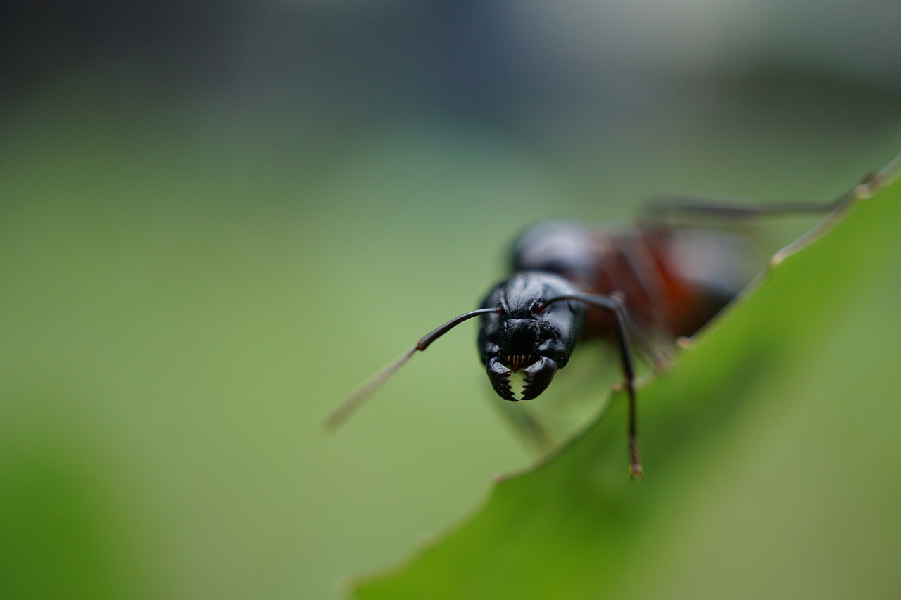 ant pine teeth free photo