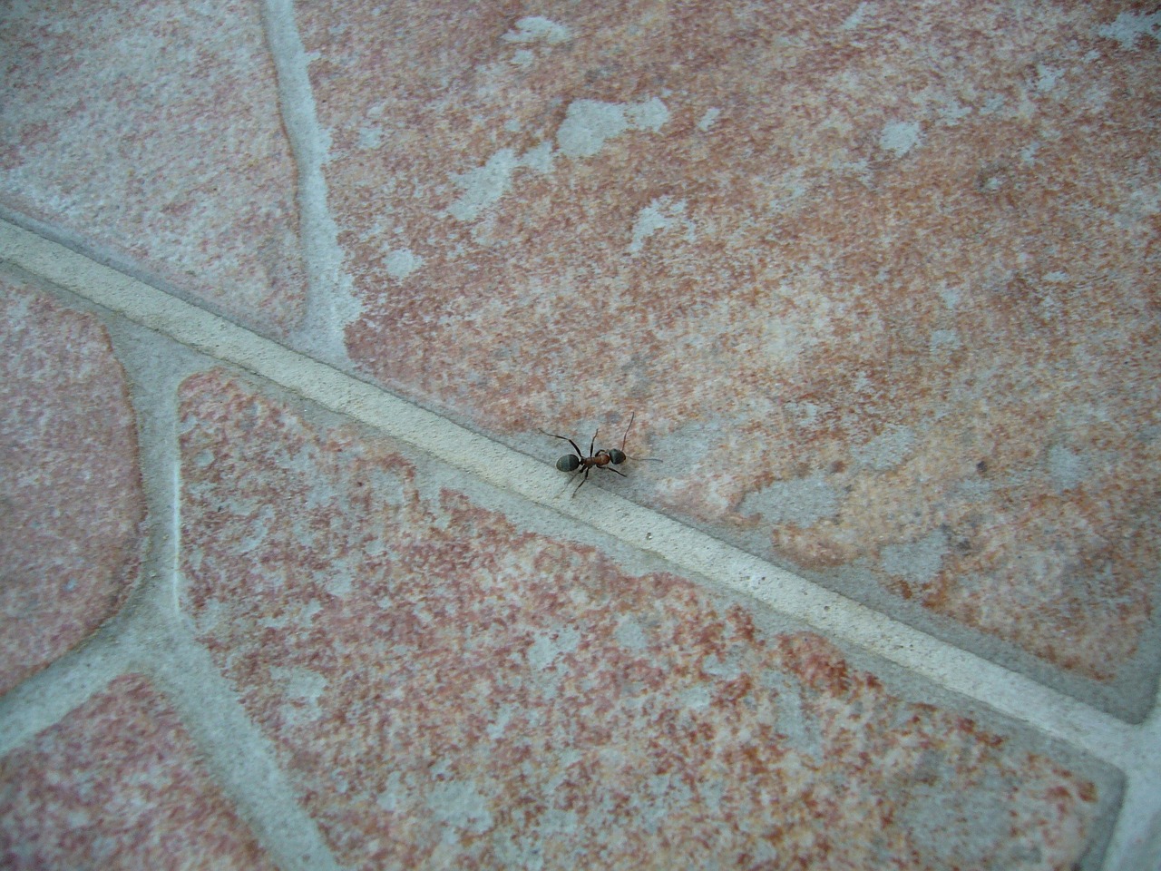 ant stone crack free photo