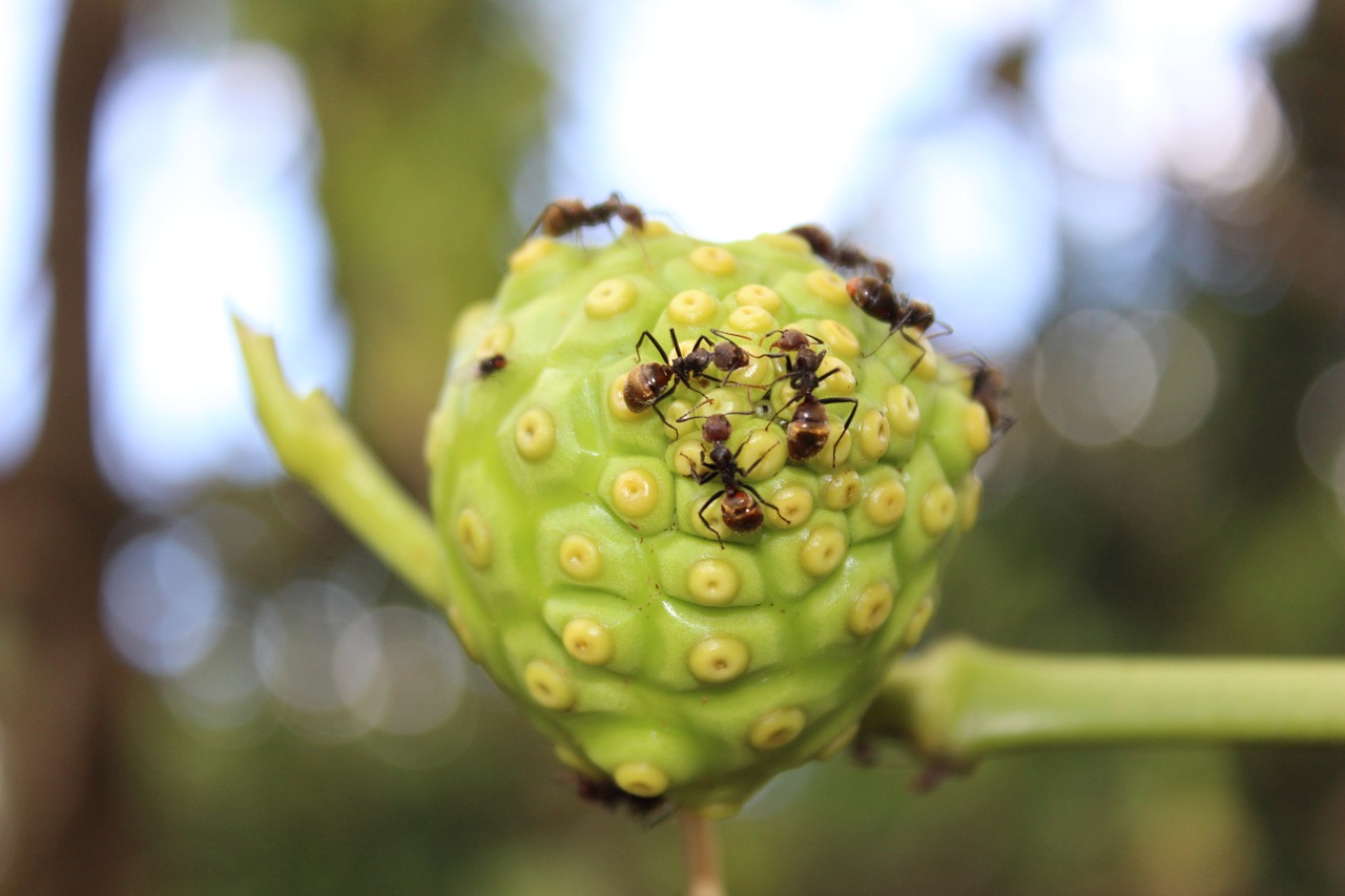 ant fruit food free photo