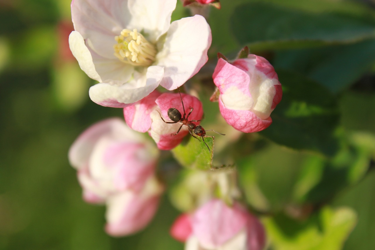 ant apple blossom free photo