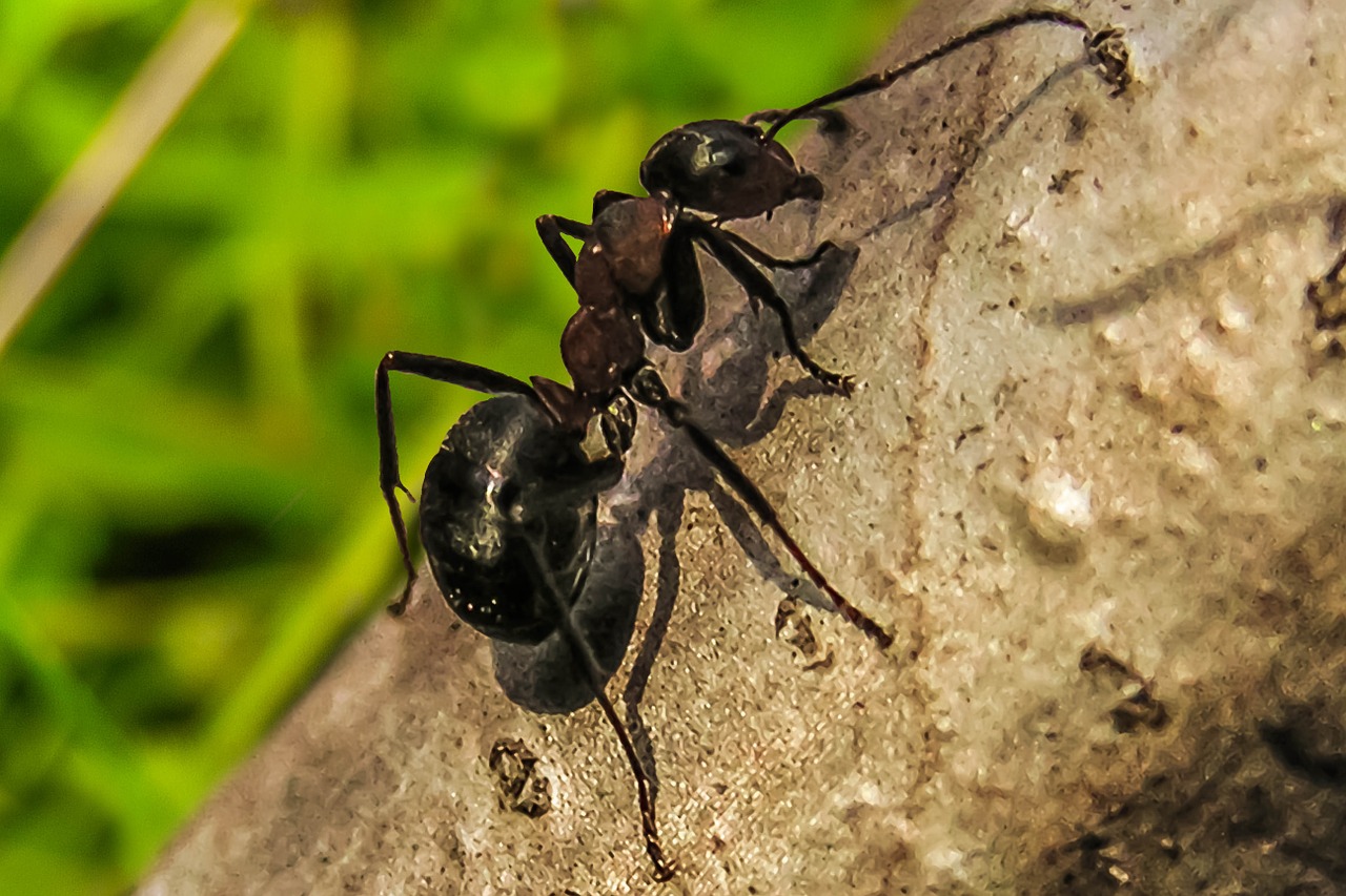 ant priroda macro free photo