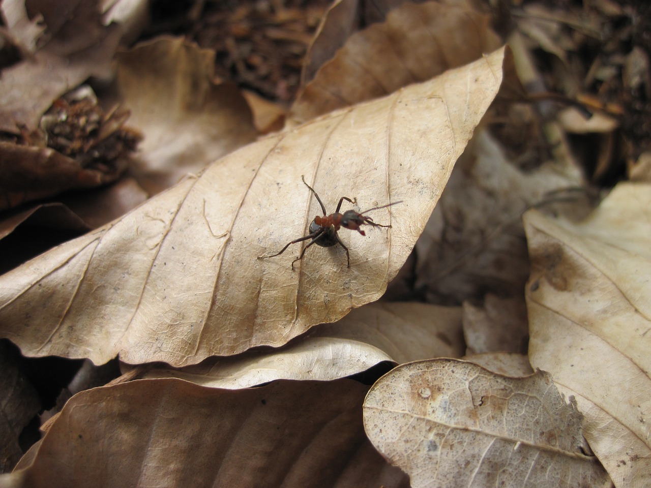 ant leaves tiny free photo