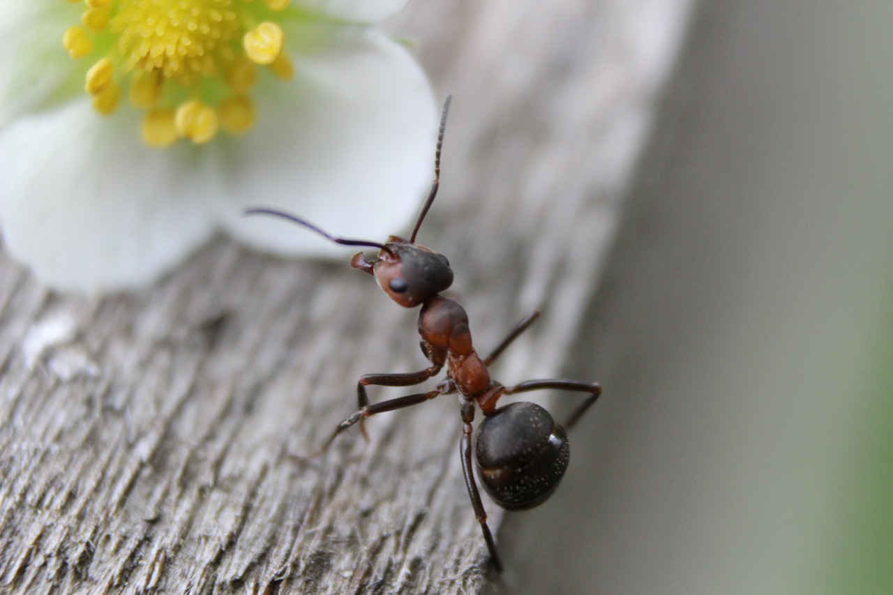 ant ants nature free photo