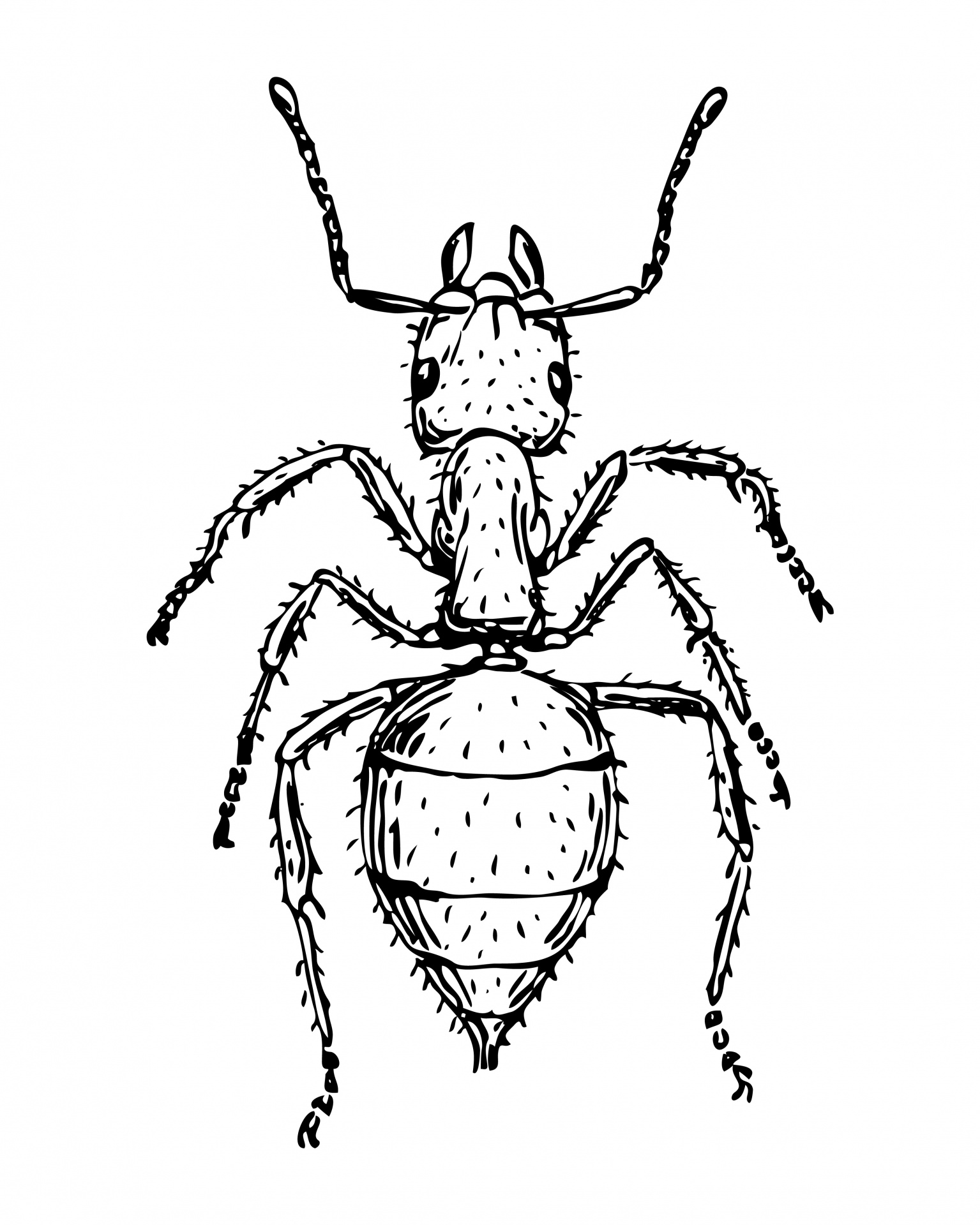 ant insect clipart free photo