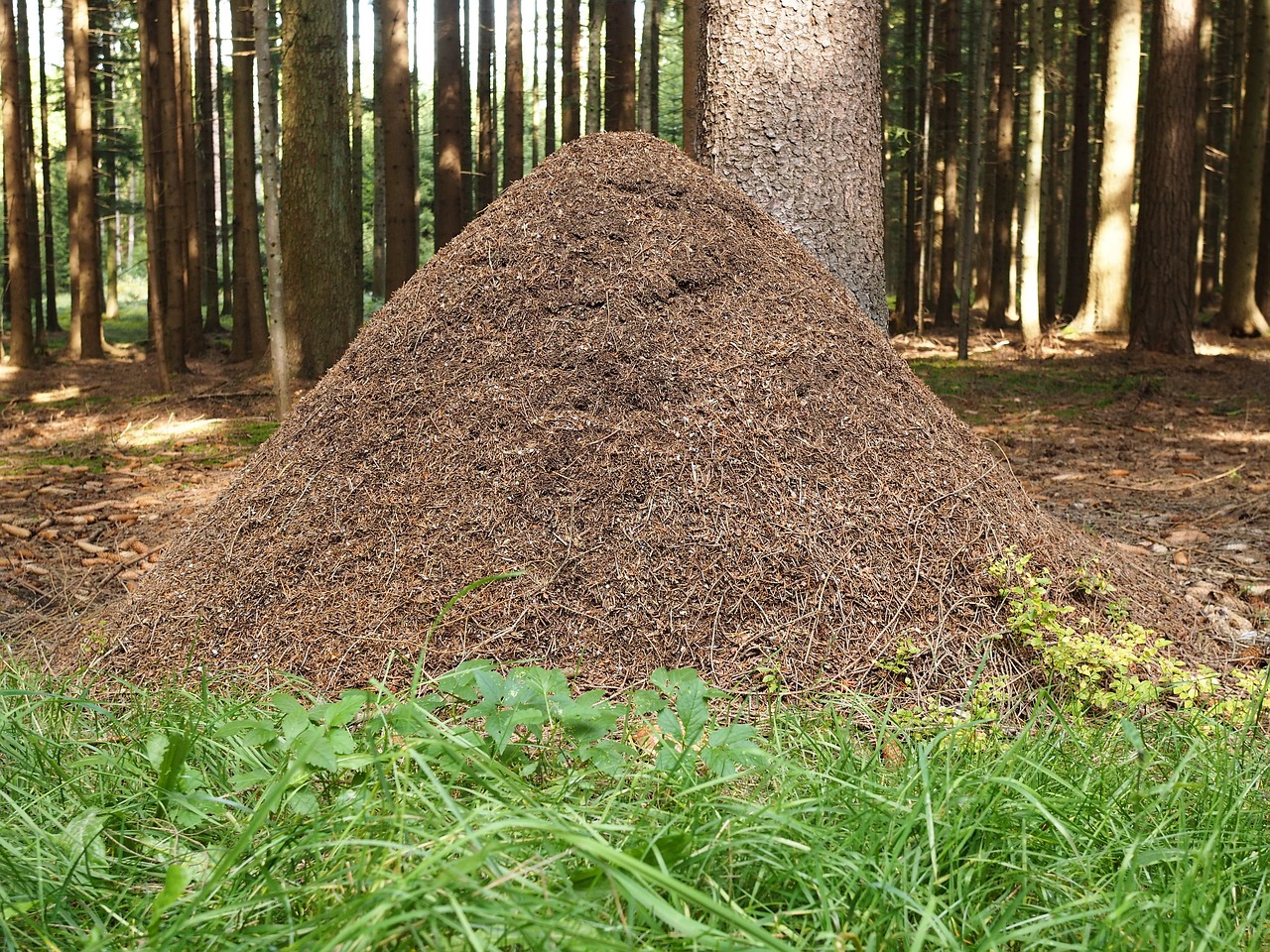 ant hill ants forest free photo