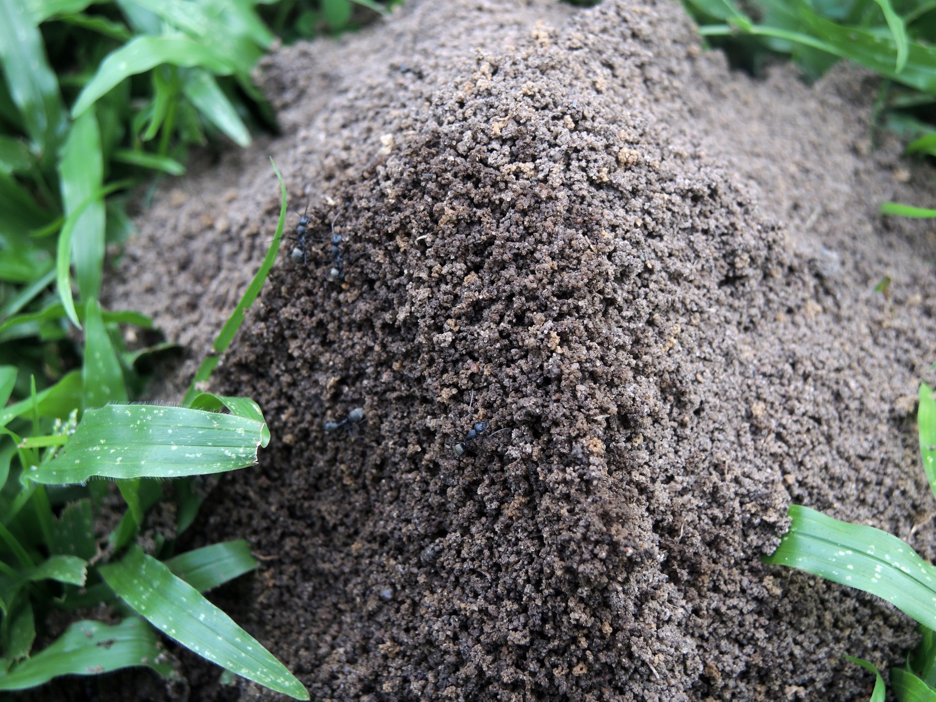 ant hill field free photo