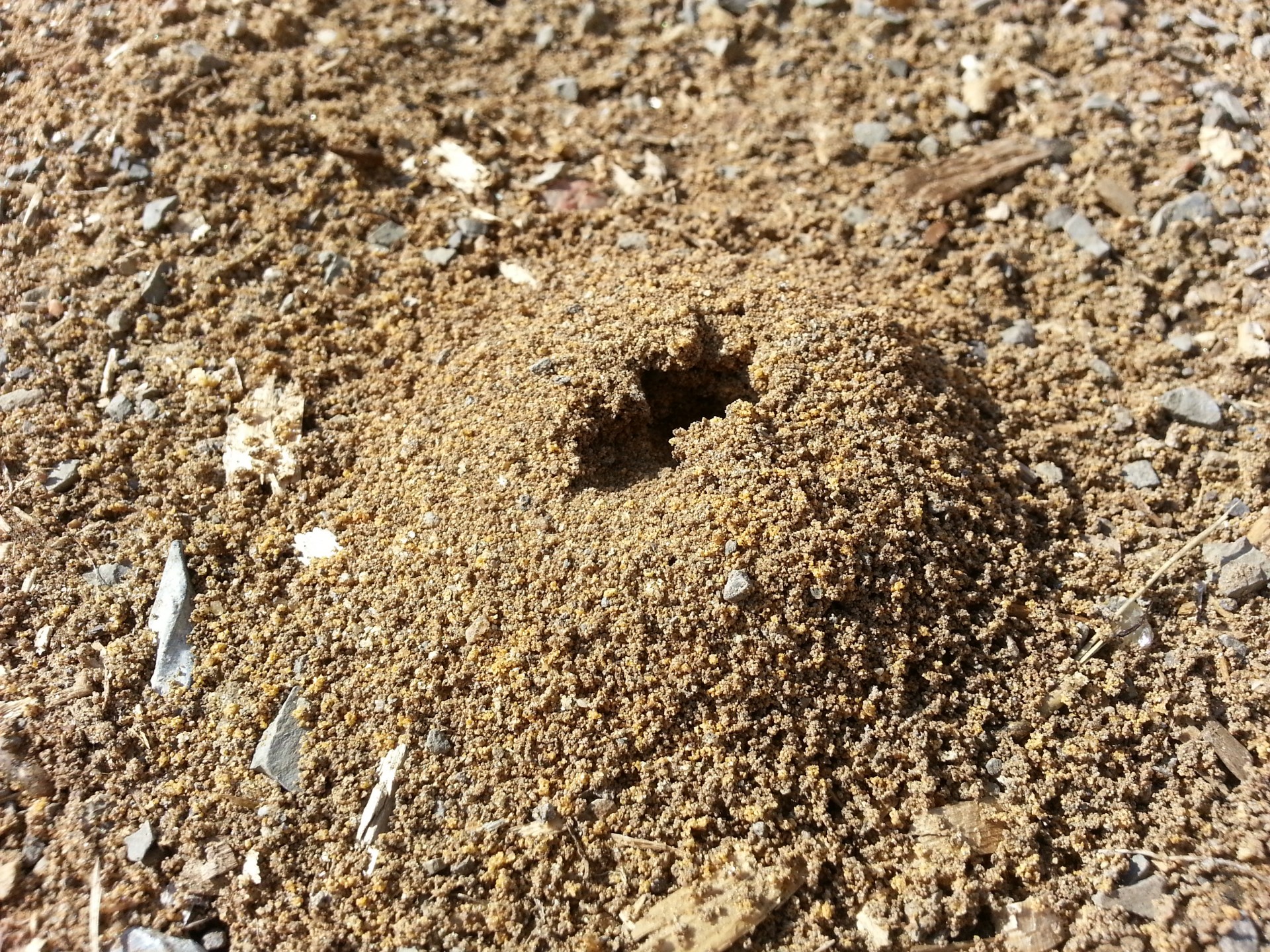 insect ant hole free photo