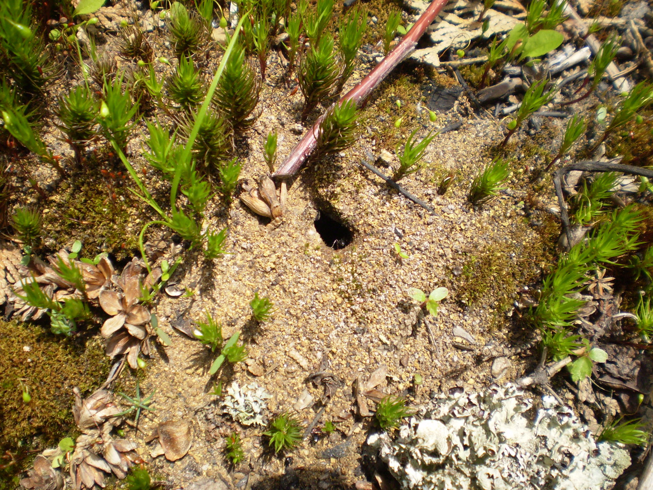 ant hole ant hole free photo