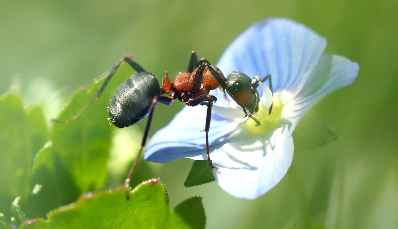 insect nature live free photo