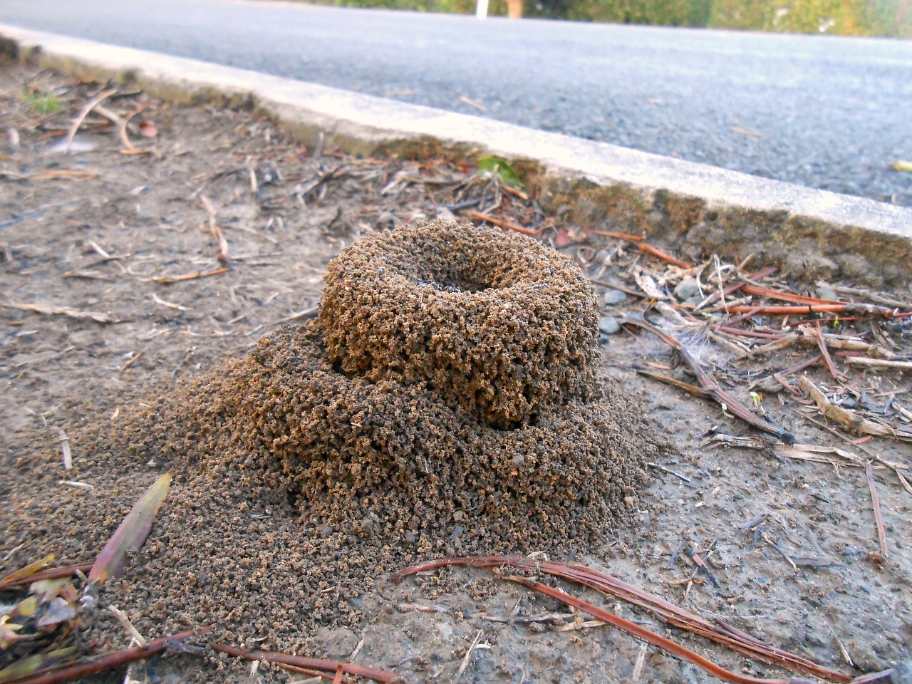 ant mound after rain soil free photo