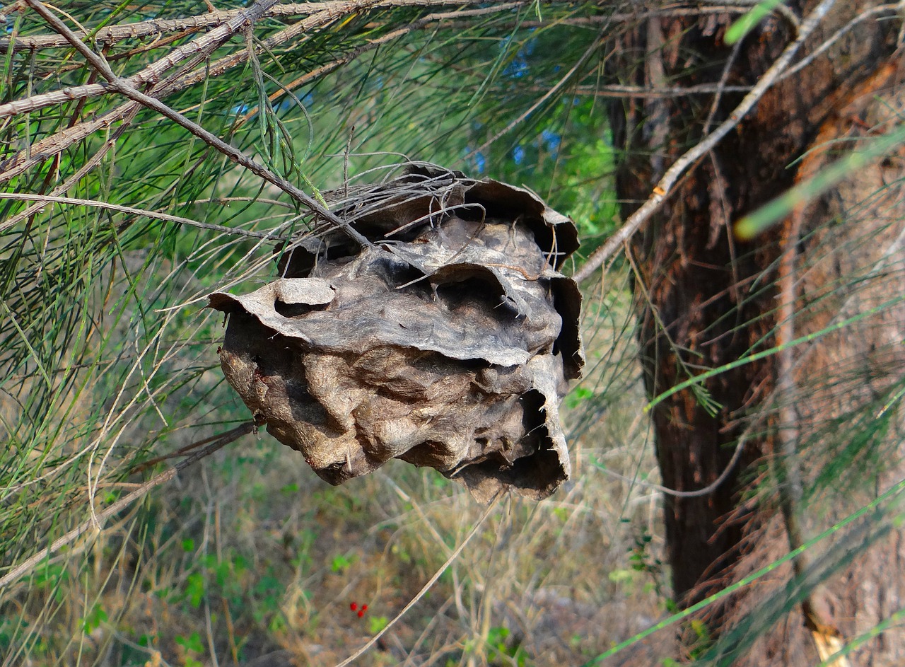 ant nest nest casuarina tree free photo