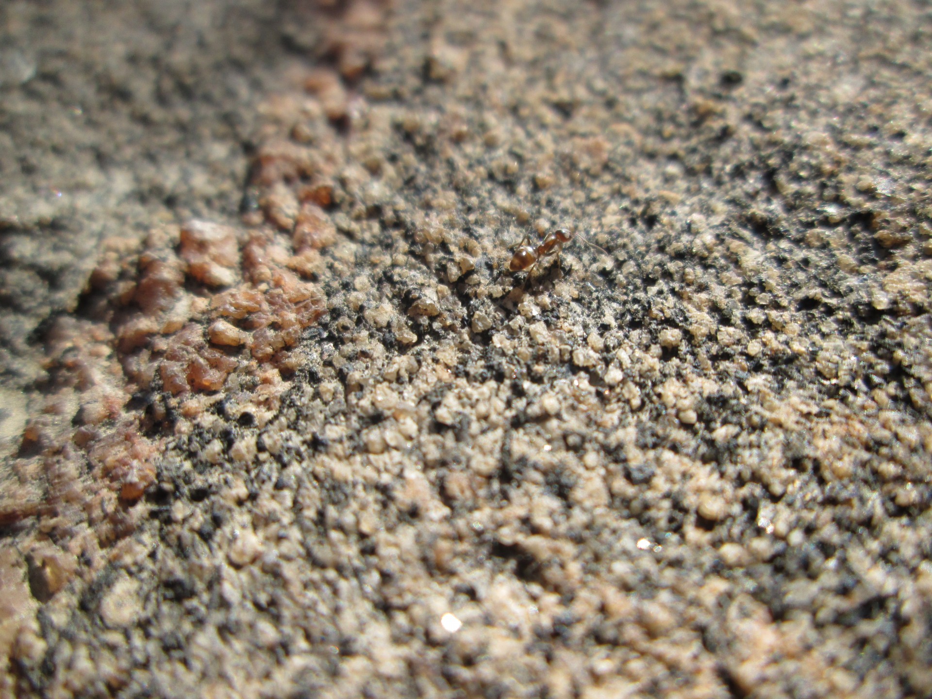 ant insect stone free photo