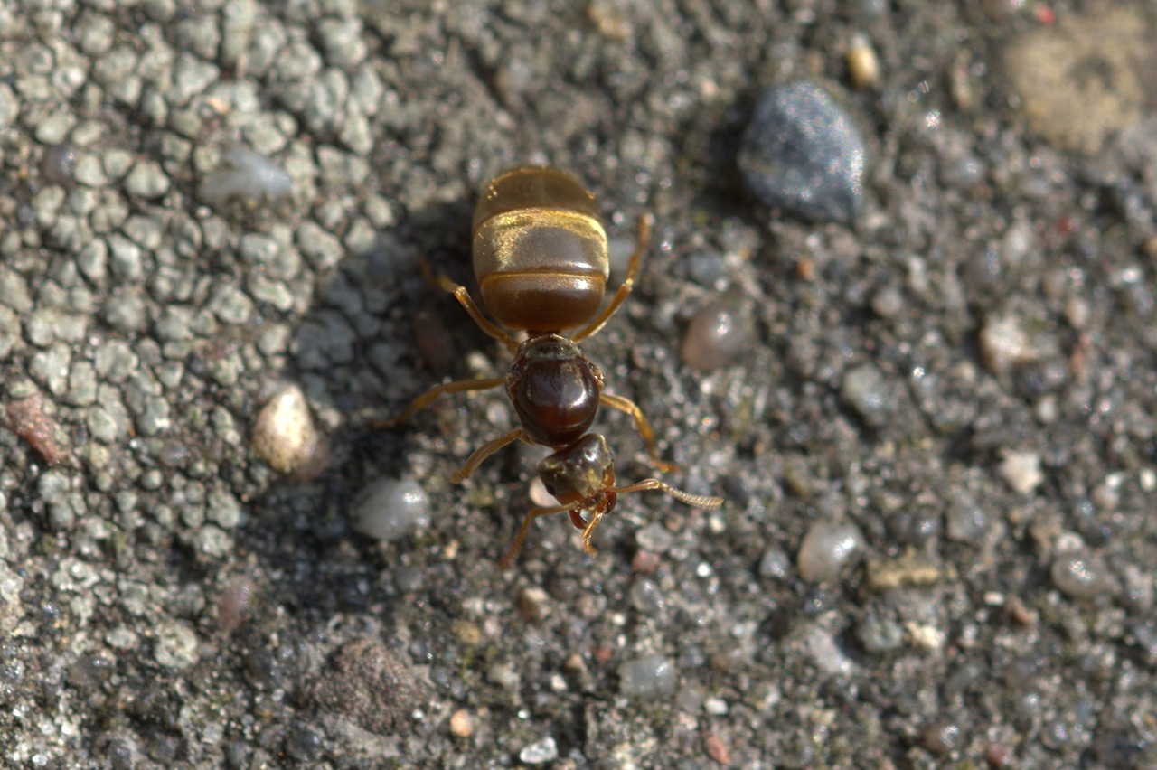 ant queen ant insect free photo