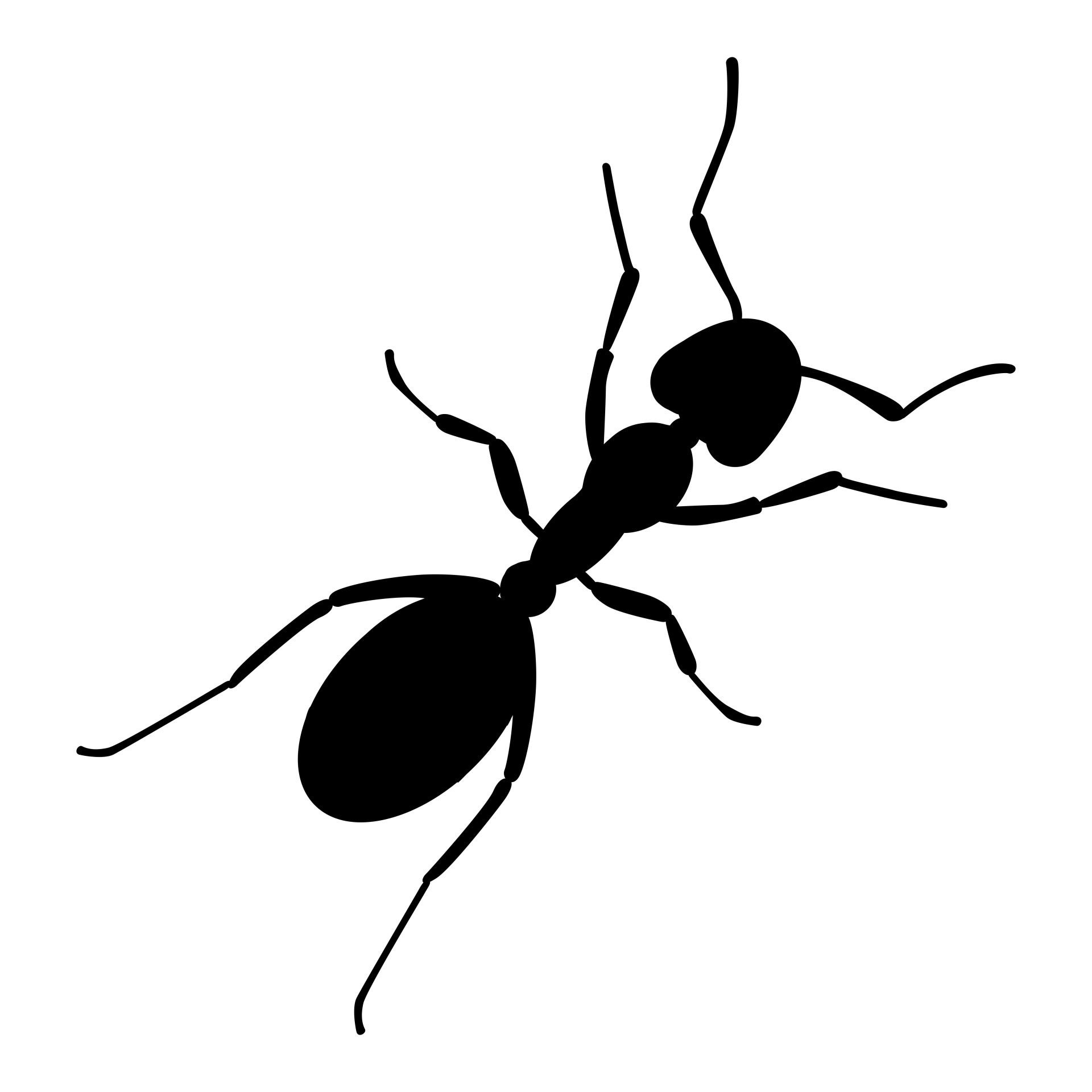 ant animals pets black free photo