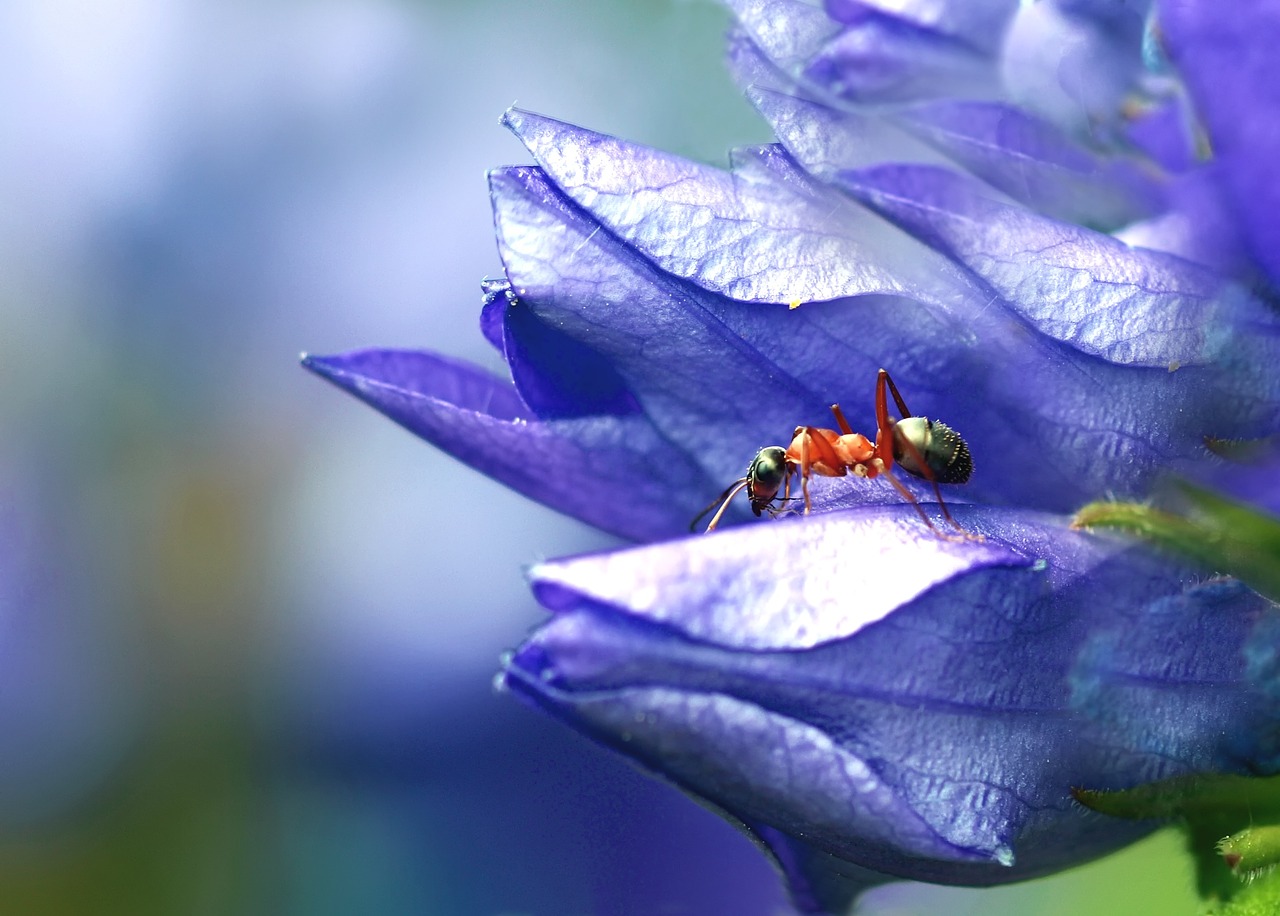 insect nature live free photo