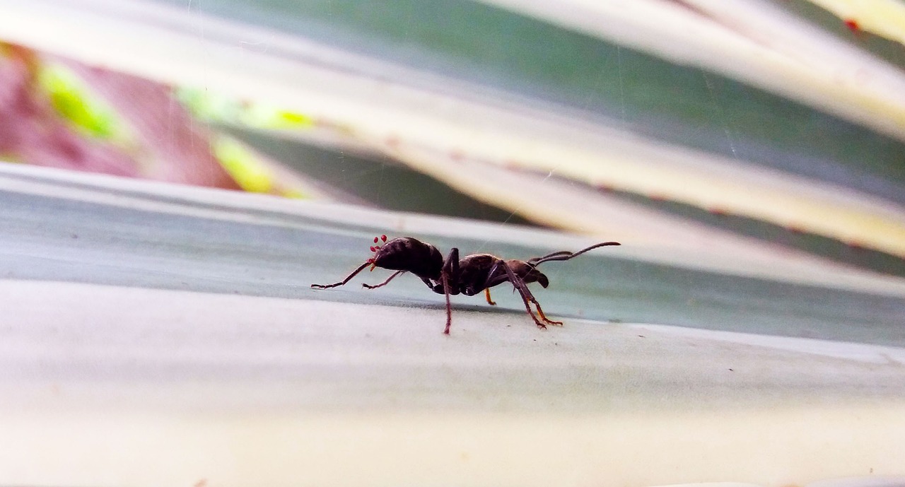 ant walking insect white free photo