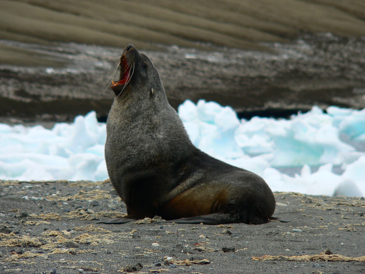 antarctica seal male free photo