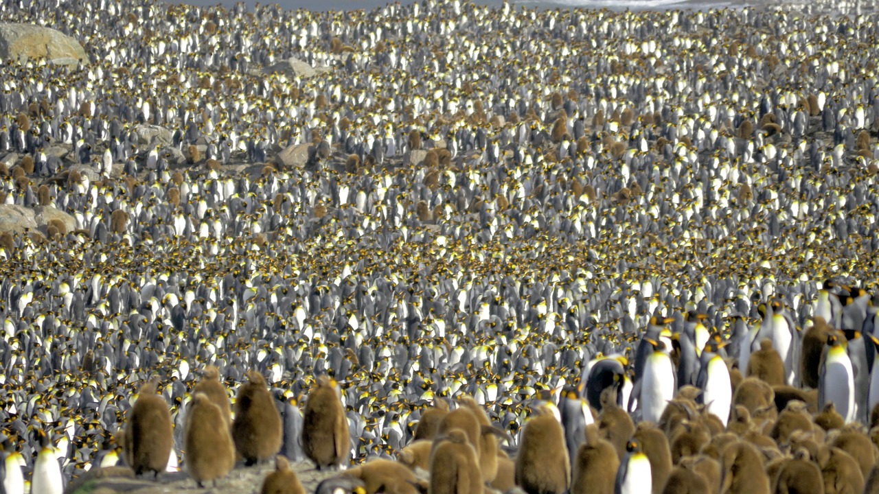 antarctica penguins nature free photo