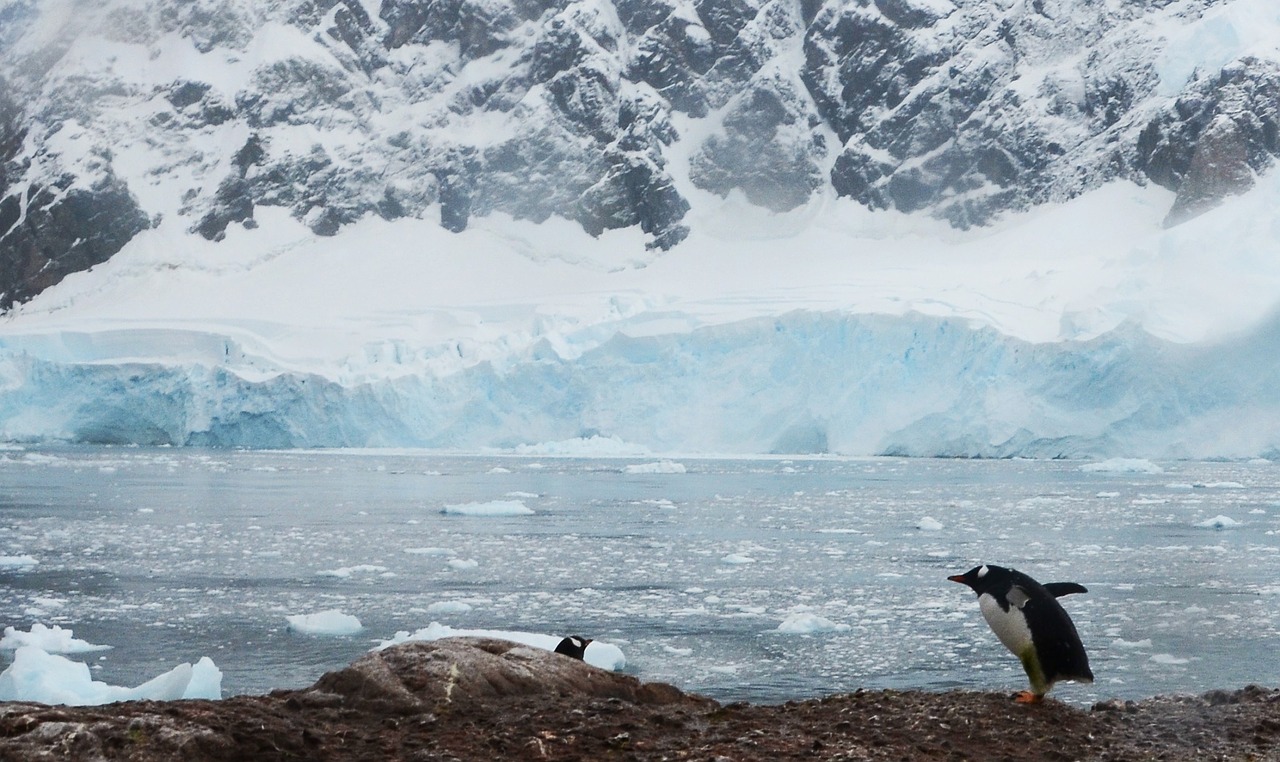 antarctica penguins icebergs free photo