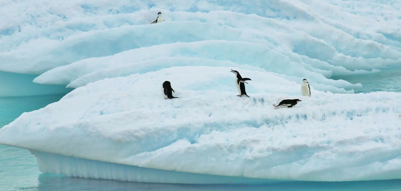 antarctica mad penguin sea free photo