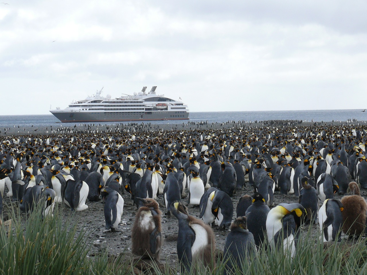 antarctica southern ocean king penguin free photo