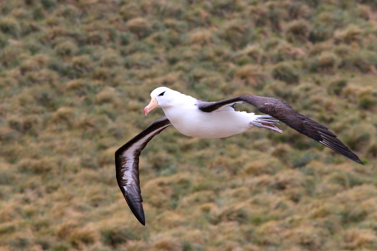 antarctica  birds free pictures free photo