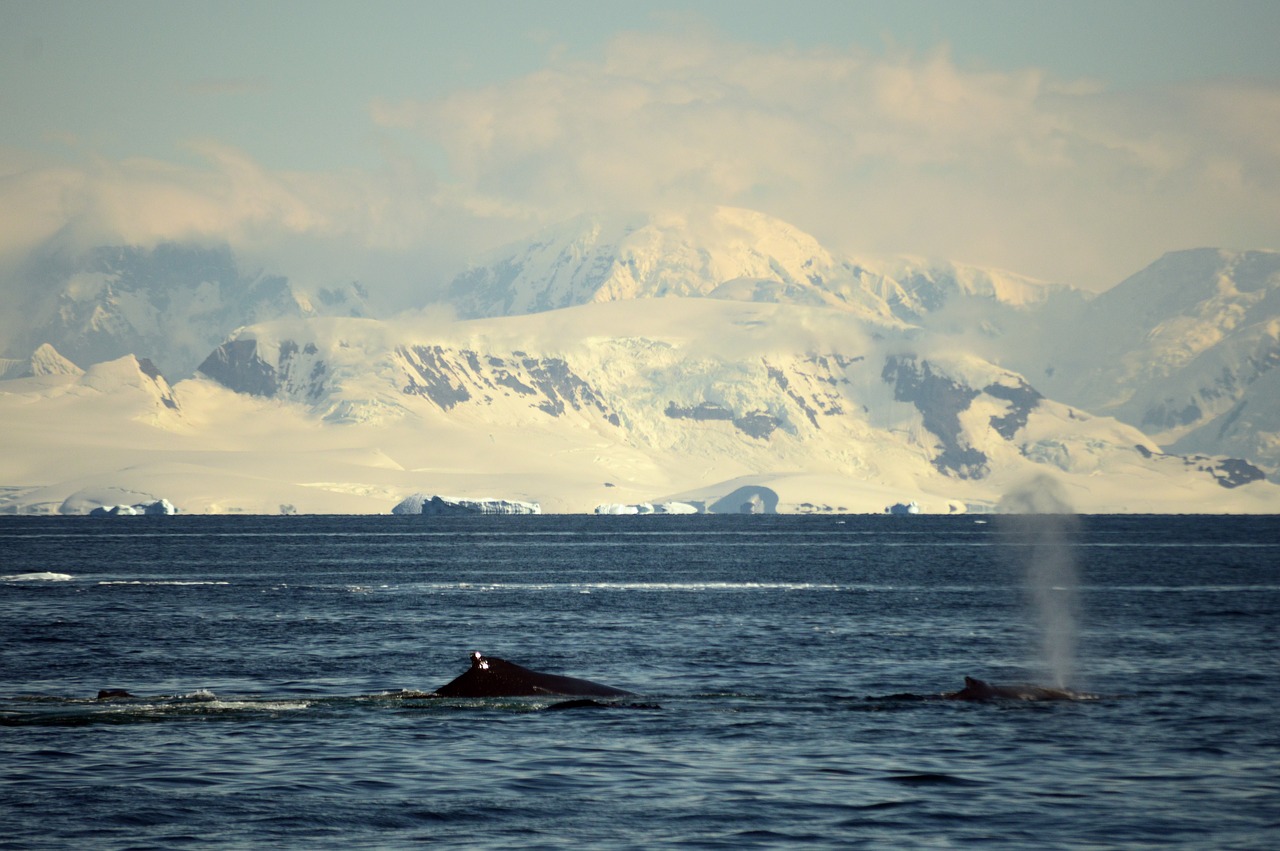 antarctica  whales  landscape free photo