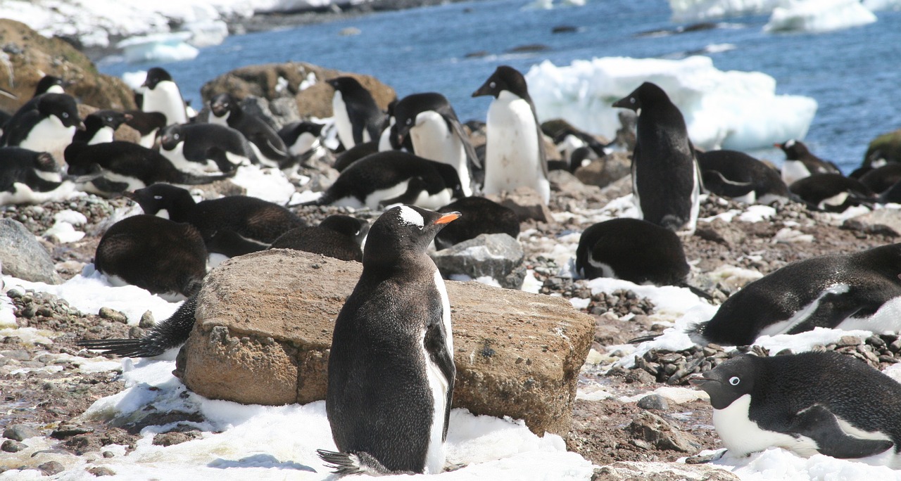 antarctica  penguins  penguin free photo