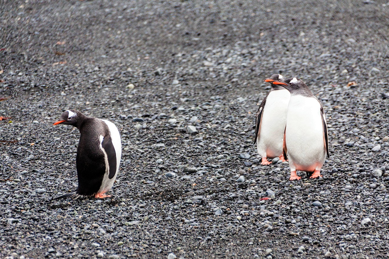 antarctica  continent  penguins free photo