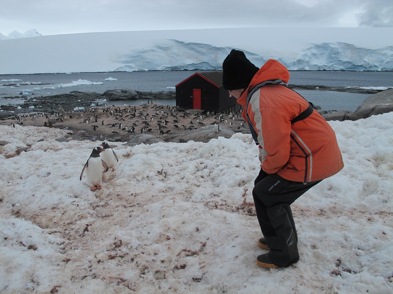 antarctica penguins animals free photo