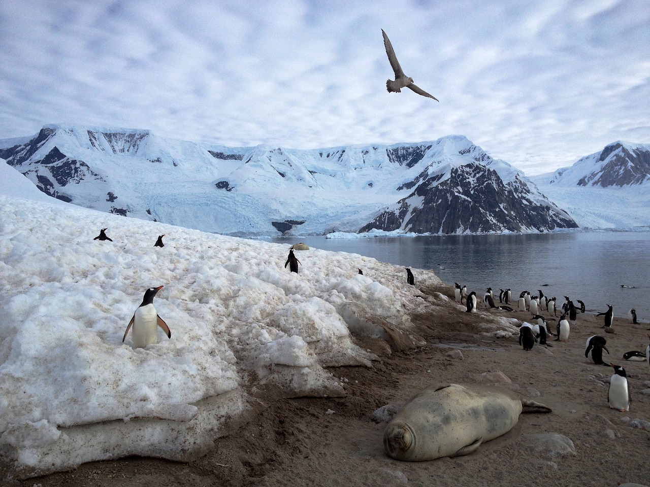 antarctica penguins animals free photo
