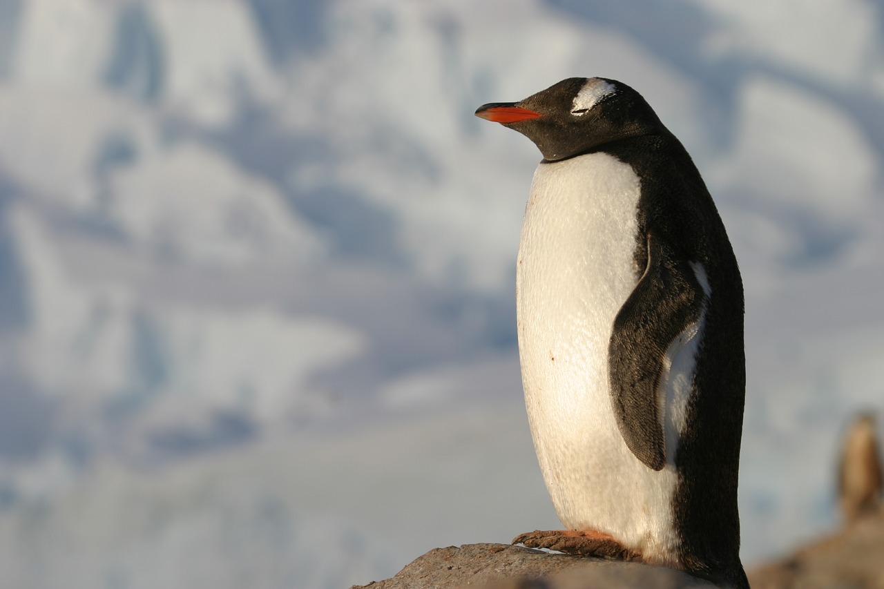 antartica  penguin  animal free photo