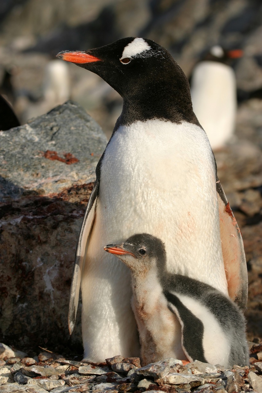 antartica  penguin  animal free photo
