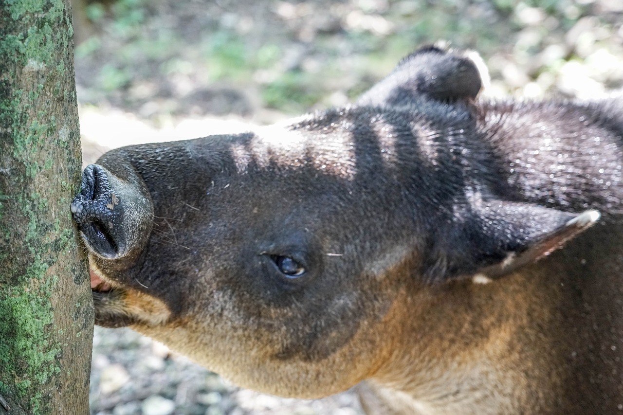 tapir face eyes free photo