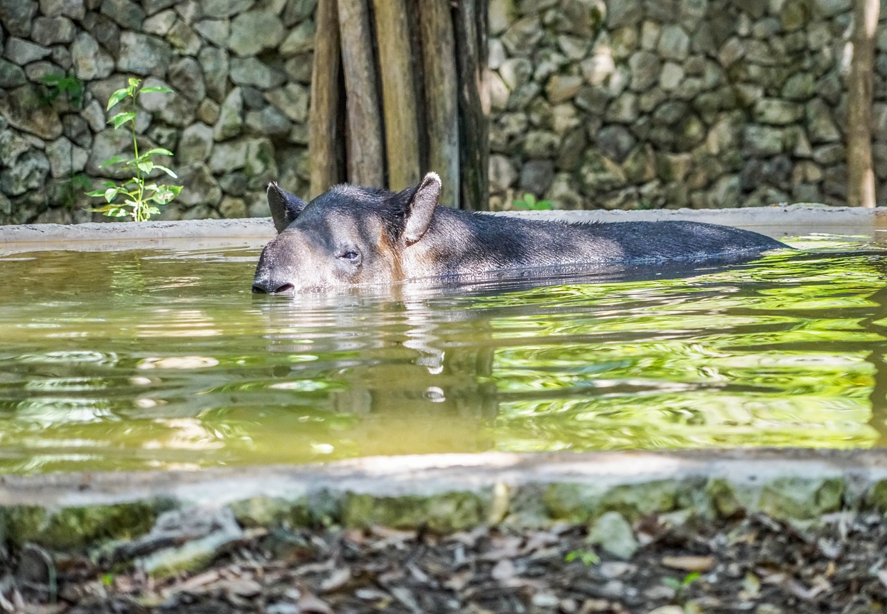 tapir snout face free photo