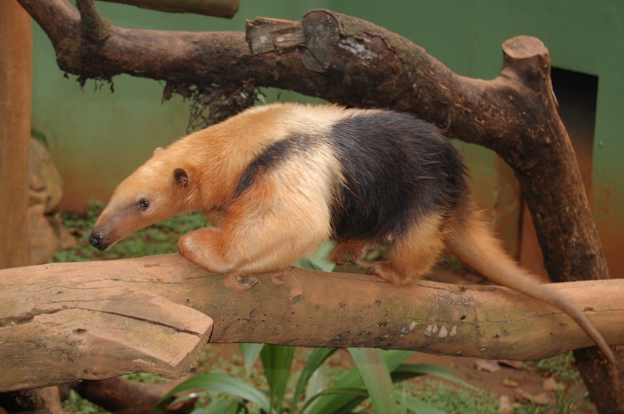 anteater animal fauna free photo