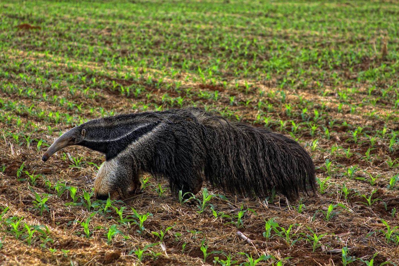 anteater  cerrado  brazilian cerrado free photo