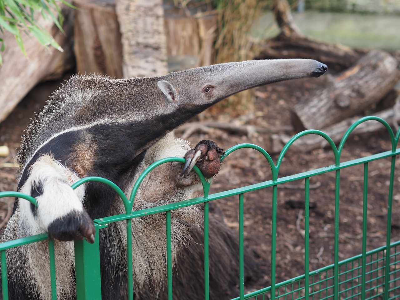 anteater  zoo  longeat free photo