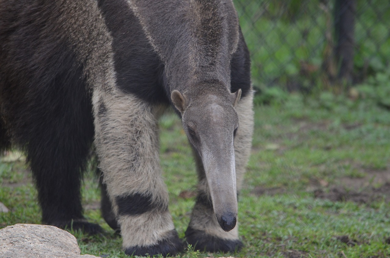 anteater  mammal  vermilingua free photo