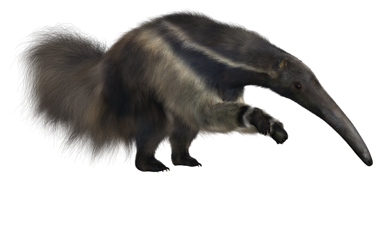 anteater  giant  animal free photo