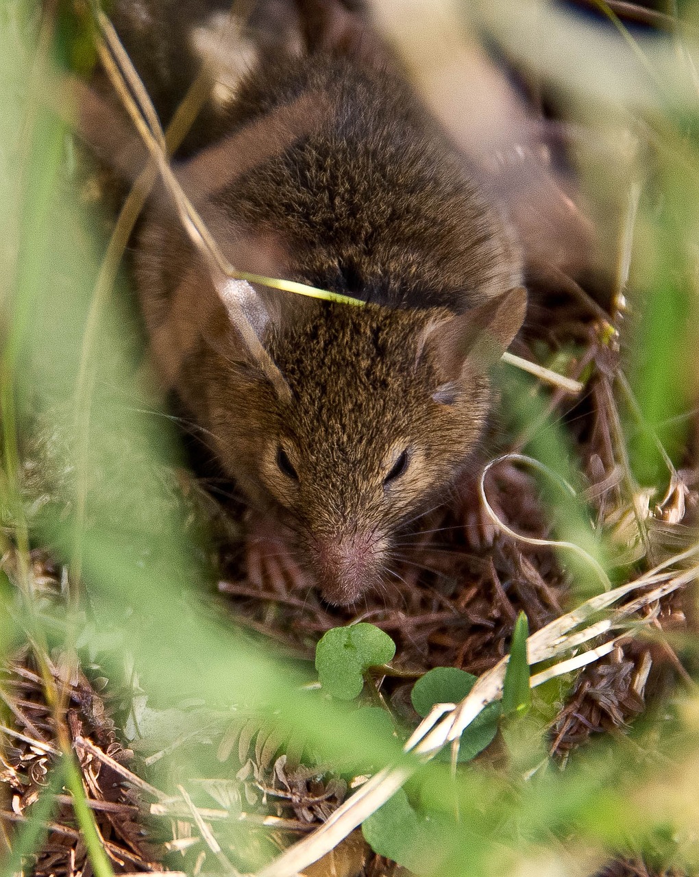 antechinus marsupial mouse wild free photo