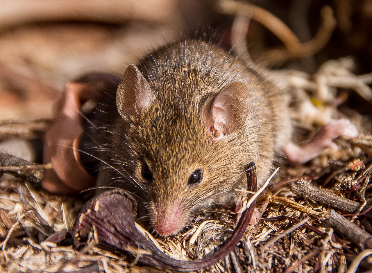 antechinus marsupial mouse marsupial free photo