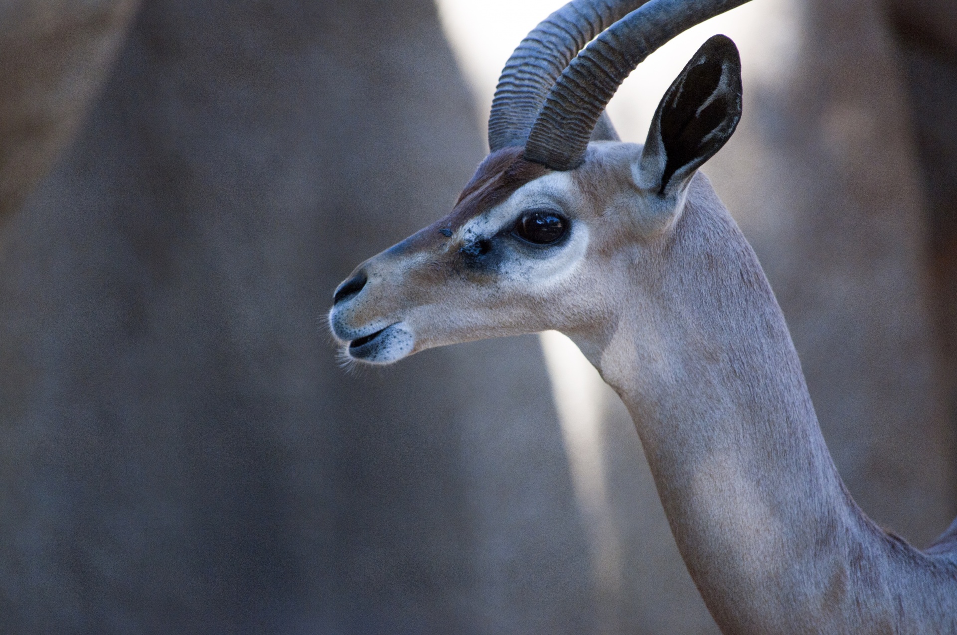 pronghorn antelope prongbuck free photo