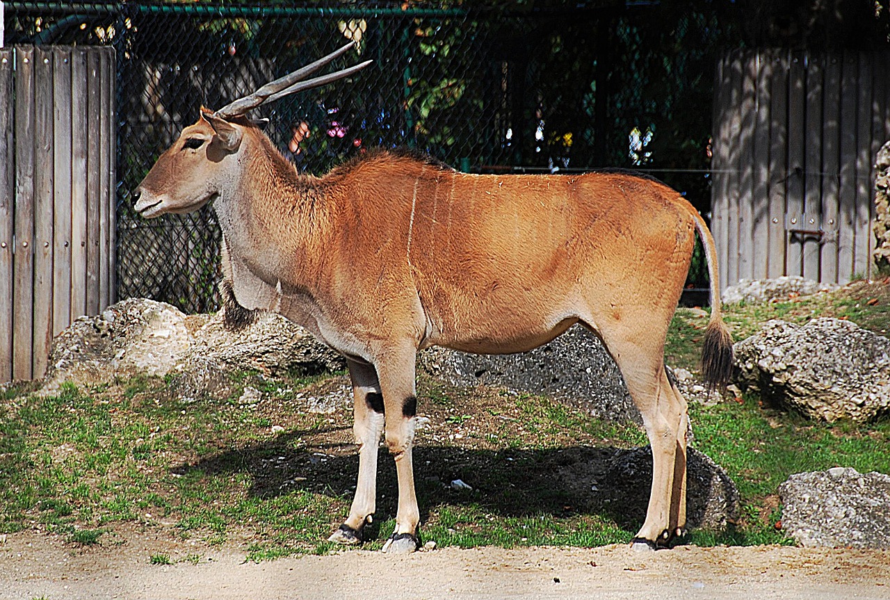 antelope zoo common eland free photo