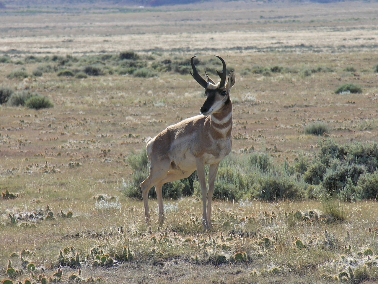 antelope pronghorn nature free photo
