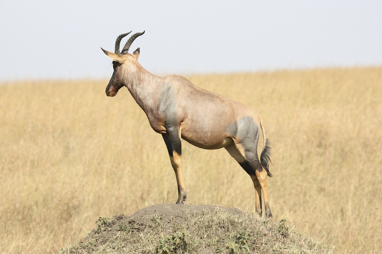 antelope tanzania africa free photo